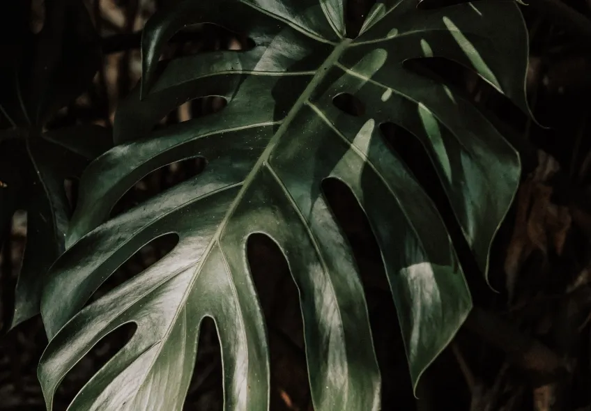 De lo placentero de las plantas